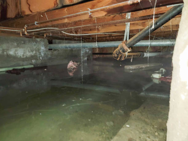 Best Sewage cleanup and water damage restoration  in Castle Pines, CO